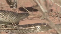 A mole snake coils on the sand. Stock Footage