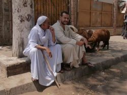 Shepherds and sheep at roadside in Cairo News Clip