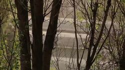 Trees in the spring rain Stock Footage