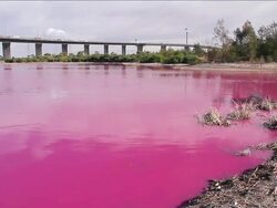 MS Shot of bright red algal bloom near Westgate Bridge, Yarra River / Melbourne, Victoria, Australia Stock Footage