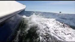 Nearly two dozen turtles that were rescued in Massachusetts last year after being stuck in cold waters were released back into the wild off the coast of Louisiana Thursday. (Jan. 30) Instructional Video