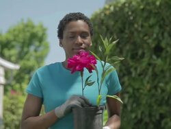 MS Woman planting flower in back yard  / Portland, Oregon, United States  Stock Footage