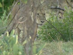 MS TS Collared lioness walking / Okavango Delta, North West District, Botswana Stock Footage