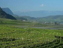HD Vineyards near Tramin in South Tyrol Panning Stock Footage