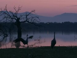 European Crane (Grus grus) leaping around displaying to partner, Dehesa, Extremadura, Spain Stock Footage