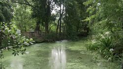 Lush vegetation surrounds a swamp. Stock Footage
