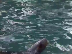 Malnourished Sea Lions Continued To Be Rescued Off California Shores Stock Footage