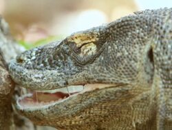 CU Shot of komodo dragon with mouth open / Rinca Island,  Indonesia Stock Footage