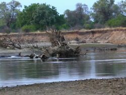 WS Hippos swimming at lake / Lukuzi, Eastern, Zambia Stock Footage
