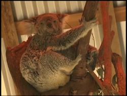 Los Angeles zoo unveils new Koala baby born last April Instructional Video
