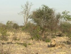 WS Shot of lion lying down observing surroundings / Okavango Delta, North-West District, Botswana Stock Footage