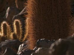 ECU PAN R/F Shot of Young Cardon Grande Cactus, Echinopsis species in Atacama desert / San Pedro de Atacama, Norte Grande, Chile Stock Footage