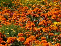 MS View of orange flower field in national garden exhibition  / Koblenz, Rhineland-Palatinate, Germany Stock Footage