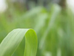 Woman workng at crop Stock Footage