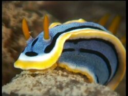 CU Multicoloured Sea Slug, C. annae, zoom out to MS of Slug on coral reef, Mabul, Borneo, Malaysia Stock Footage