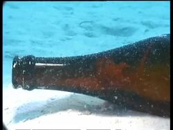 CU small Octopus inside neck of bottle, Mabul, Borneo, Malaysia Stock Footage