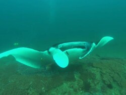 Manta-cleaning station, divers, Mozambique  Stock Footage