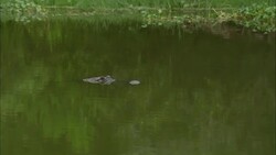 An alligator watches for prey from the water's surface. Stock Footage