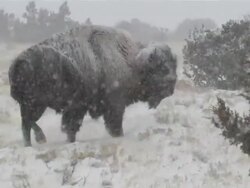 MS SLO MO Big Horn Sheep running through Snowy Desert in snowing / Cody, Wyoming, United States Stock Footage