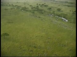 Aerial view of herds of Zebra and Wildebeest running in Savanna, Serengeti, Tanzania Stock Footage