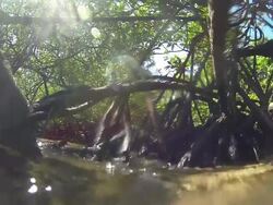 Mangrove forest Stock Footage