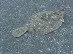 Flounder -possibly starry flounder (Platichthys stellatus or Platichthys stellatus) on sea floor, locomotion and feeding  Stock Footage