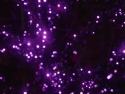 Purple Christmas lights Stock Footage