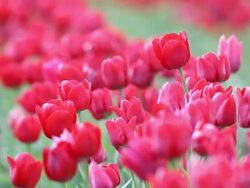 pink tulips in field Stock Footage