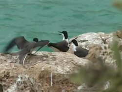 Bridled terns, Sterna anaethetus, landing on rock, some fly off, MS, Oman Stock Footage