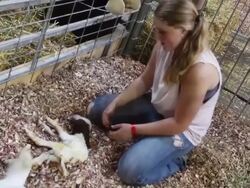 Crowds Flock To Iowa State Fair For A Taste Of Agricultural Bounty Stock Footage