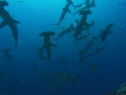 Hammerhead school, Costa Rica, Pacific Ocean  Stock Footage