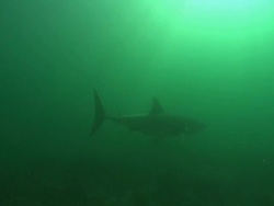 White shark in distance, South Africa, Gansbaai  Stock Footage