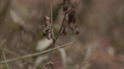 One adult locust and two nymphs crawl on a plant stem. Stock Footage