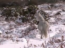 White Pony walking through snow Stock Footage