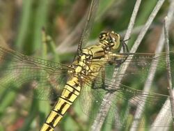 Yellow Dragonfly Macro Stock Footage