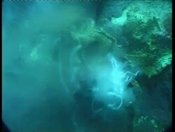 MS Giant Clam secreting white fluid, Australia Stock Footage