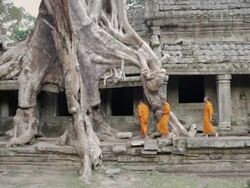 WS Buddhist monks walk between the roots of a huge tree growing over the ruins of an ancient jungle temple / Siem Reap, Cambodia Stock Footage