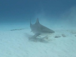 MS TS Bull sharks over sand / Playa del Carmen, Isla Mujeres, Mexico Stock Footage