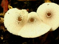White mushroom growing Stock Footage