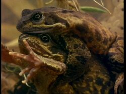 Common frogs  (Rana temporaria) mating underwater, CU Stock Footage