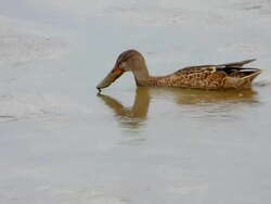 Duck Probing in Mud For Food Stock Footage