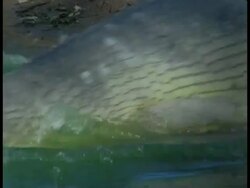 Gharial (Gavialis gangeticus) crawling into water, in captivity, India Stock Footage
