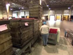 Cranberries being packed in a warehouse News Clip
