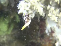 Valentinni's sharpnose puffer (Canthigaster valentini) swimming around coral, Southern Visayas, Philippines Stock Footage