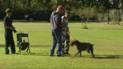 Texas quail hunting season is here, and dog owners want their companions to avoid dangerous snakes that can cause serious injury or even death. So they take their dogs to 'de-snaking' clinics, like one Julian Weslow has been doing for 37 years. (Nov. 4) News Clip
