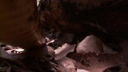 A snake slithers over leaf litter. Stock Footage