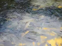 Fishes in a pond Stock Footage