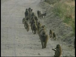 MS Troop of Baboons, walking along dirt road to camera, Zoom in on 2 that start fighting, Tanzania Stock Footage