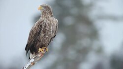 White-tailed Eagle Stock Footage