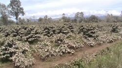 Self cover as villagers flee from volcano area Instructional Video